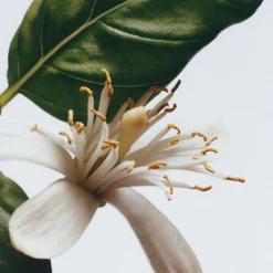 New JO MALONE LONDON Basil & Neroli Cologne