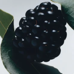 Blackberry & Bay Body and Hand Wash