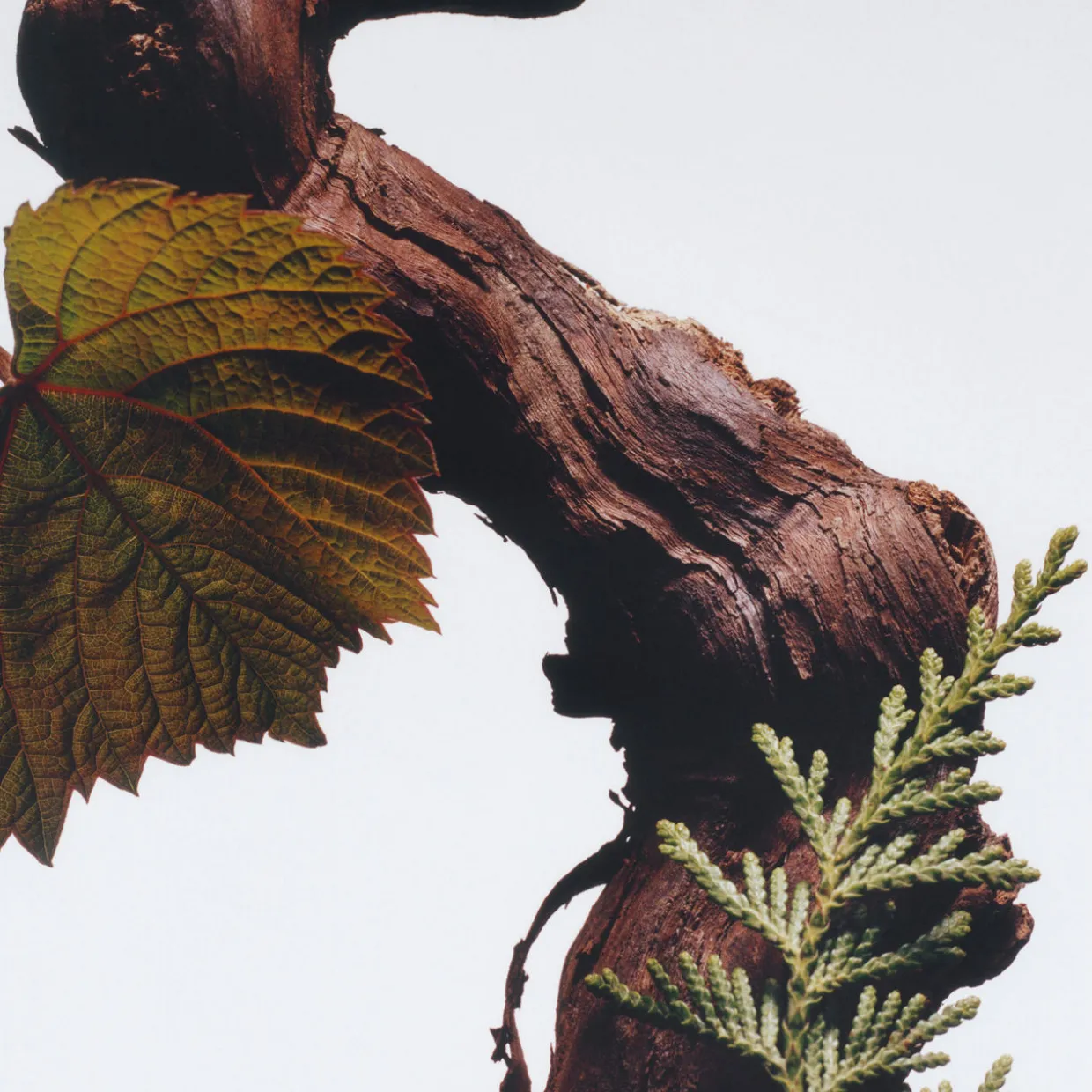 Cypress & Grapevine All Over Body Spray