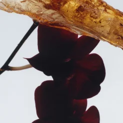 Dark Amber & Ginger Lily Cologne Intense