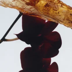 New JO MALONE LONDON Dark Amber & Ginger Lily Cologne Intense