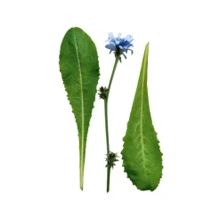 New CLARINS Everlasting Youth Fluid Foundation SPF 15