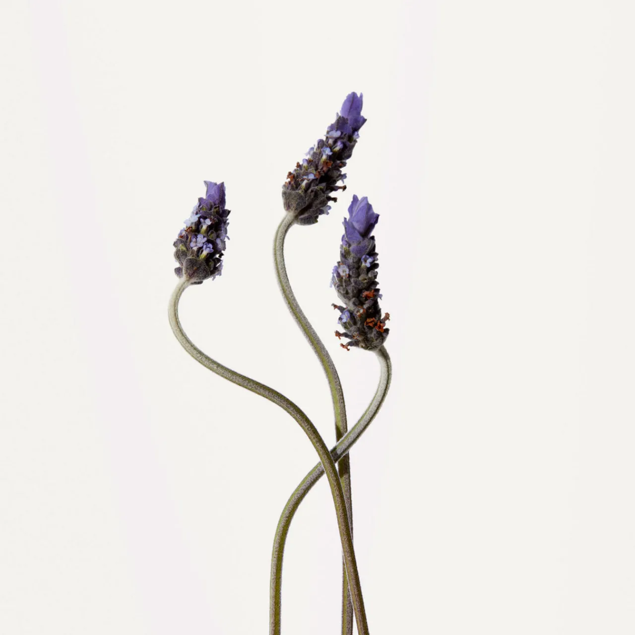 Online ORIGINS Light Rose™ Moisturising Hand Cream