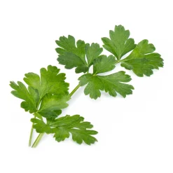 Clearance VERITABLE Lingot Italian Parsley Organic Seeds