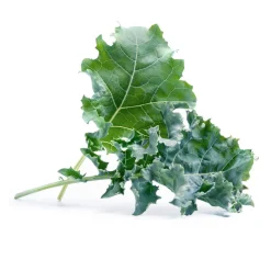 Lingot Kale Organic Seeds