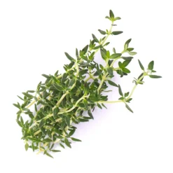 Lingot Thyme Organic Seeds