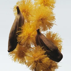 Hot JO MALONE LONDON Mimosa & Cardamom Body Crème