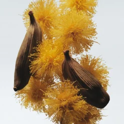 Mimosa & Cardamom Cologne