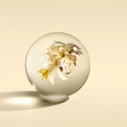 Outlet MOLTON BROWN Orange and Bergamot Aroma Reeds 150ml