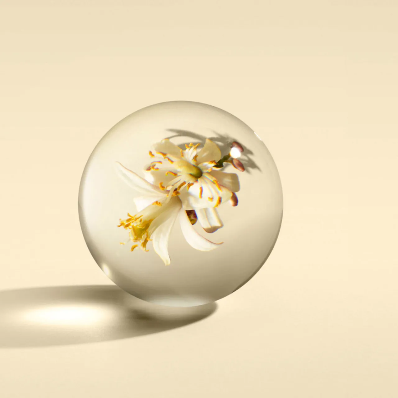 Outlet MOLTON BROWN Orange and Bergamot Aroma Reeds 150ml