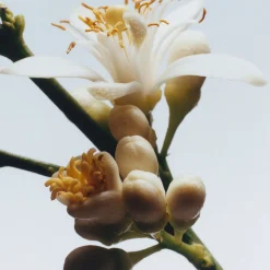 Orange Blossom Cologne