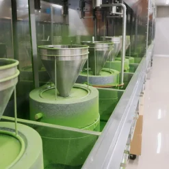 Organic Matcha Chocolate Roasted Almonds 65g