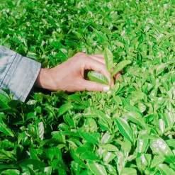 Organic Matcha Chocolate Roasted Almonds 65g