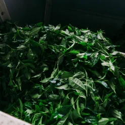 Clearance HEALTH BAR Organic Matcha Tea Ceremonial 50g