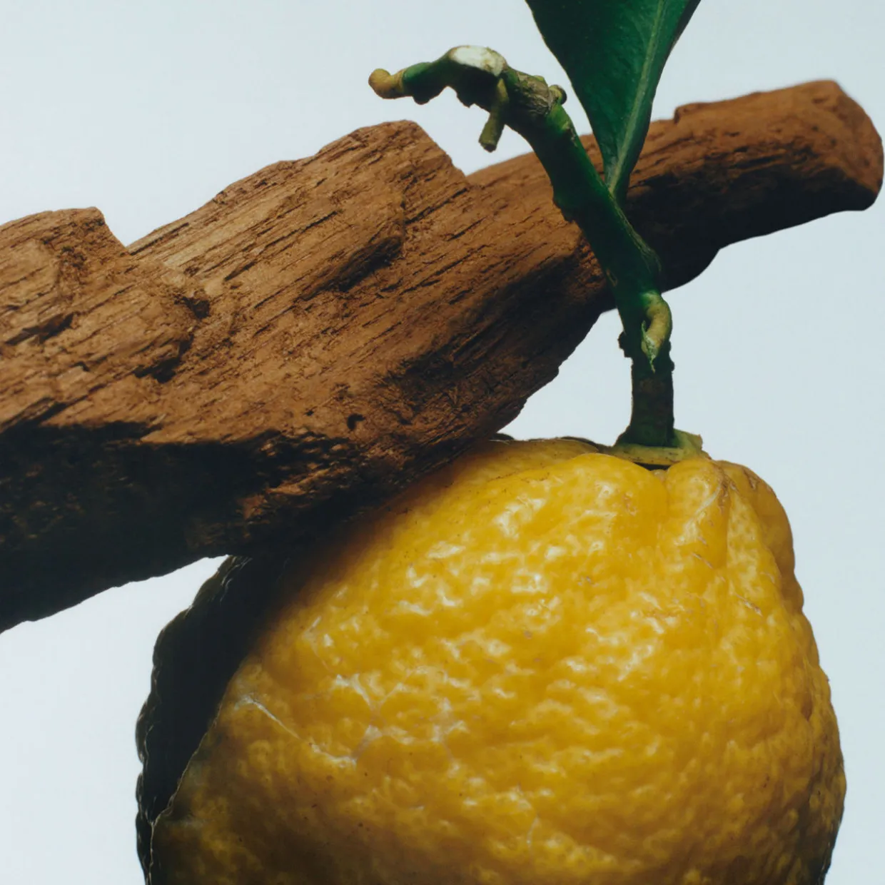 Oud & Bergamot Cologne Intense Classic Candle