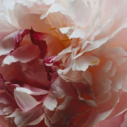 New JO MALONE LONDON Peony & Blush Suede Cologne