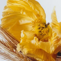 Discount JO MALONE LONDON Poppy & Barley Body & Hand Lotion