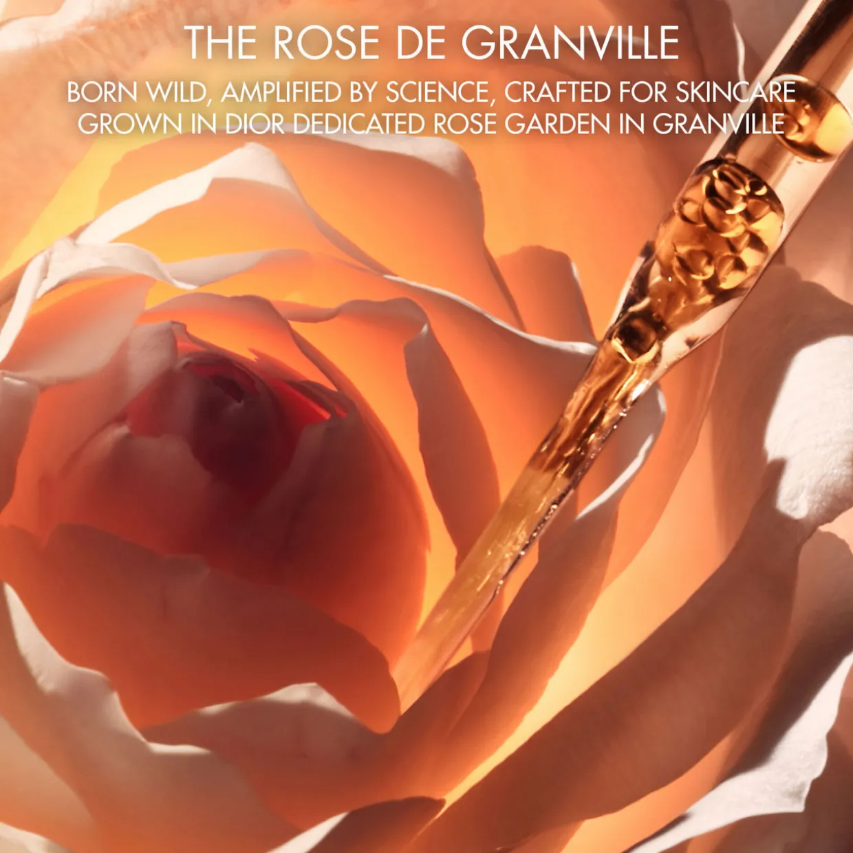 Prestige Perfect Ritual