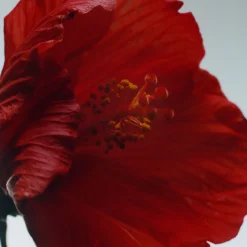 Red Hibiscus Intense Cologne