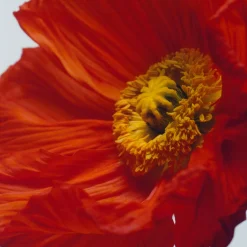 Fashion JO MALONE LONDON Scarlet Poppy Cologne Intense