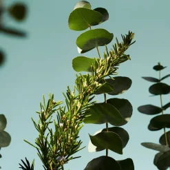 Online RITUALS The Ritual of Hammam Refill Fragrance Sticks