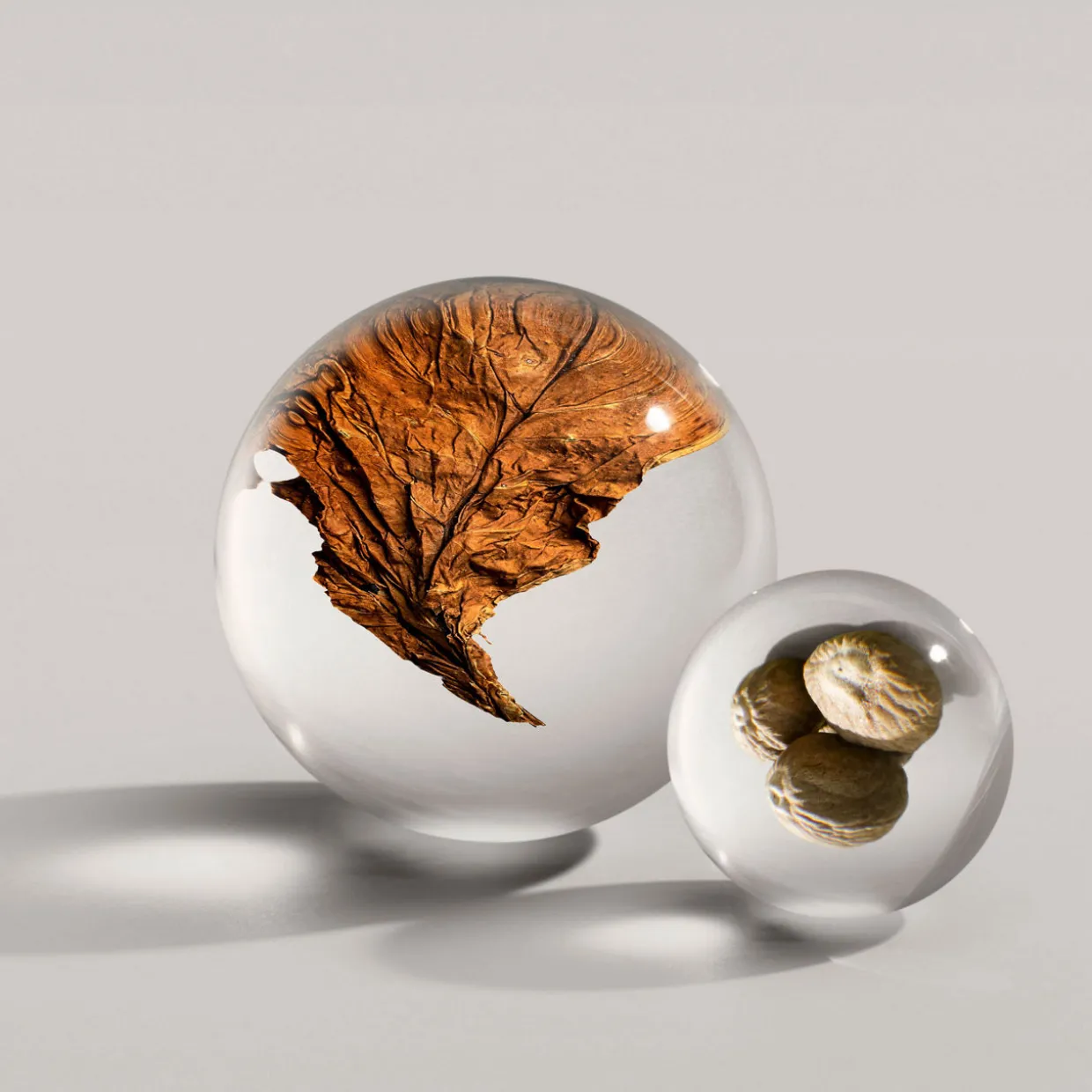 Tobacco Absolute EDP