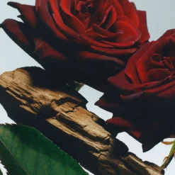 Velvet Rose & Oud Cologne Intense