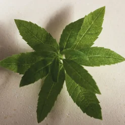 Clearance CHLOÉ Verbena EDP