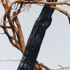 Vetiver & Golden Vanilla Cologne Intense