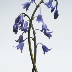 New JO MALONE LONDON Wild Bluebell Body & Hand Wash